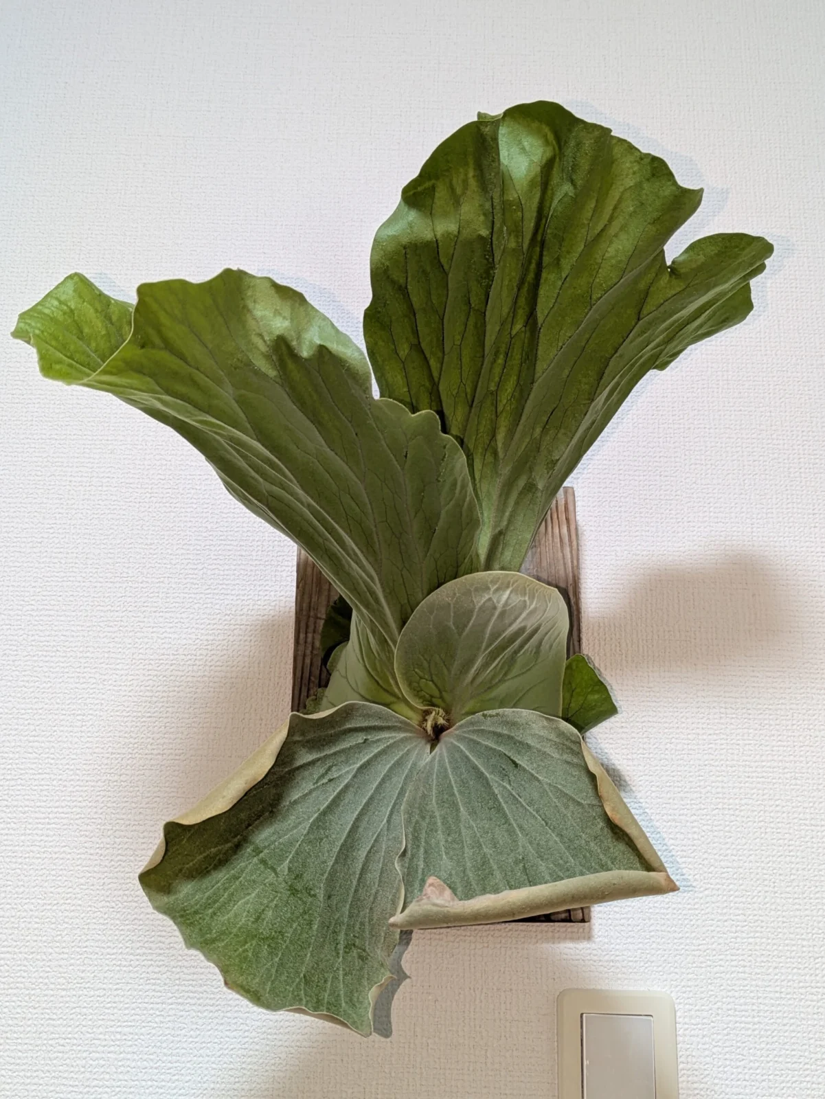 ビカクシダ　エレファントティス　アンゴレンセ