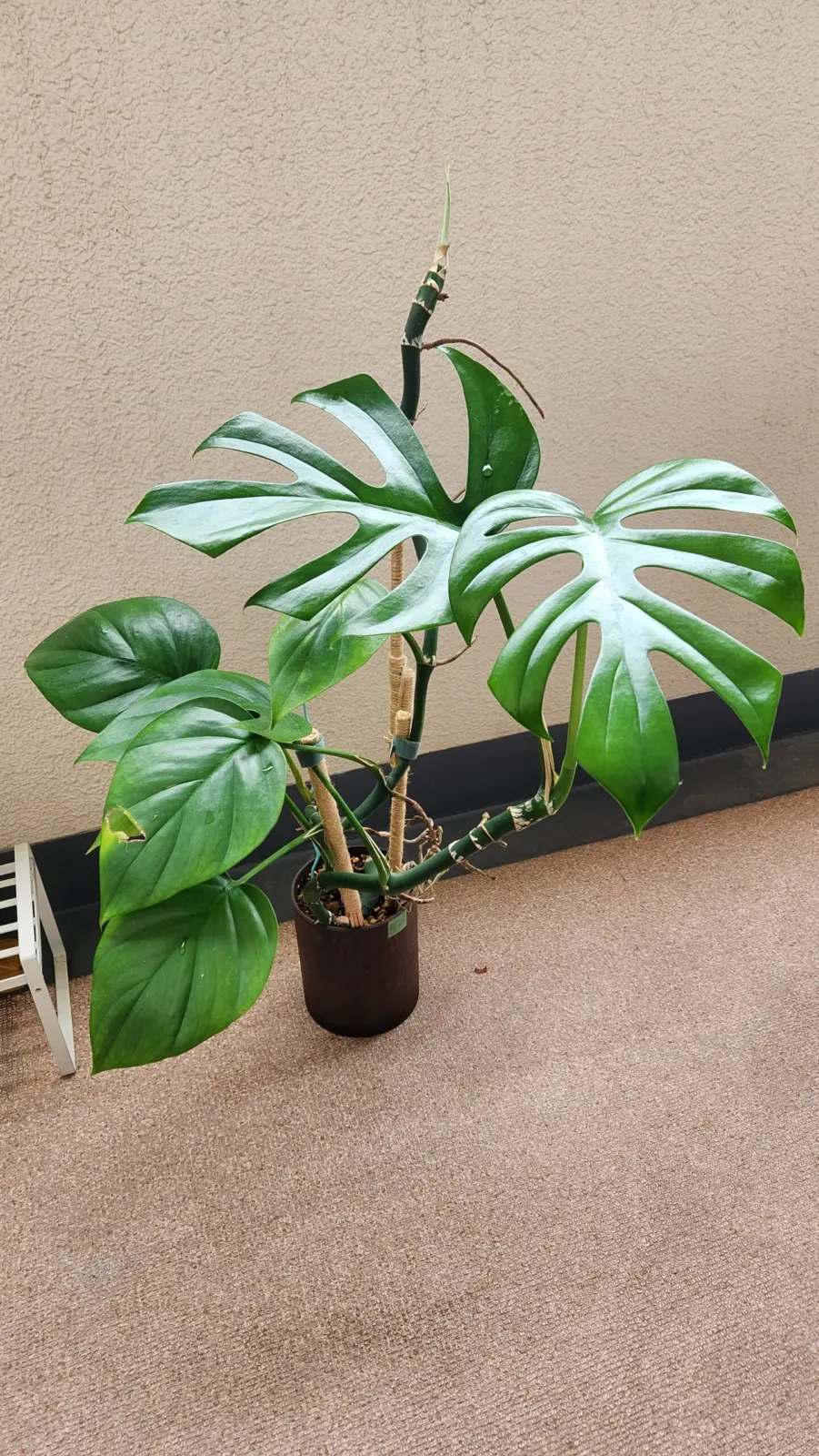 モンステラ　ラフィドフォラ