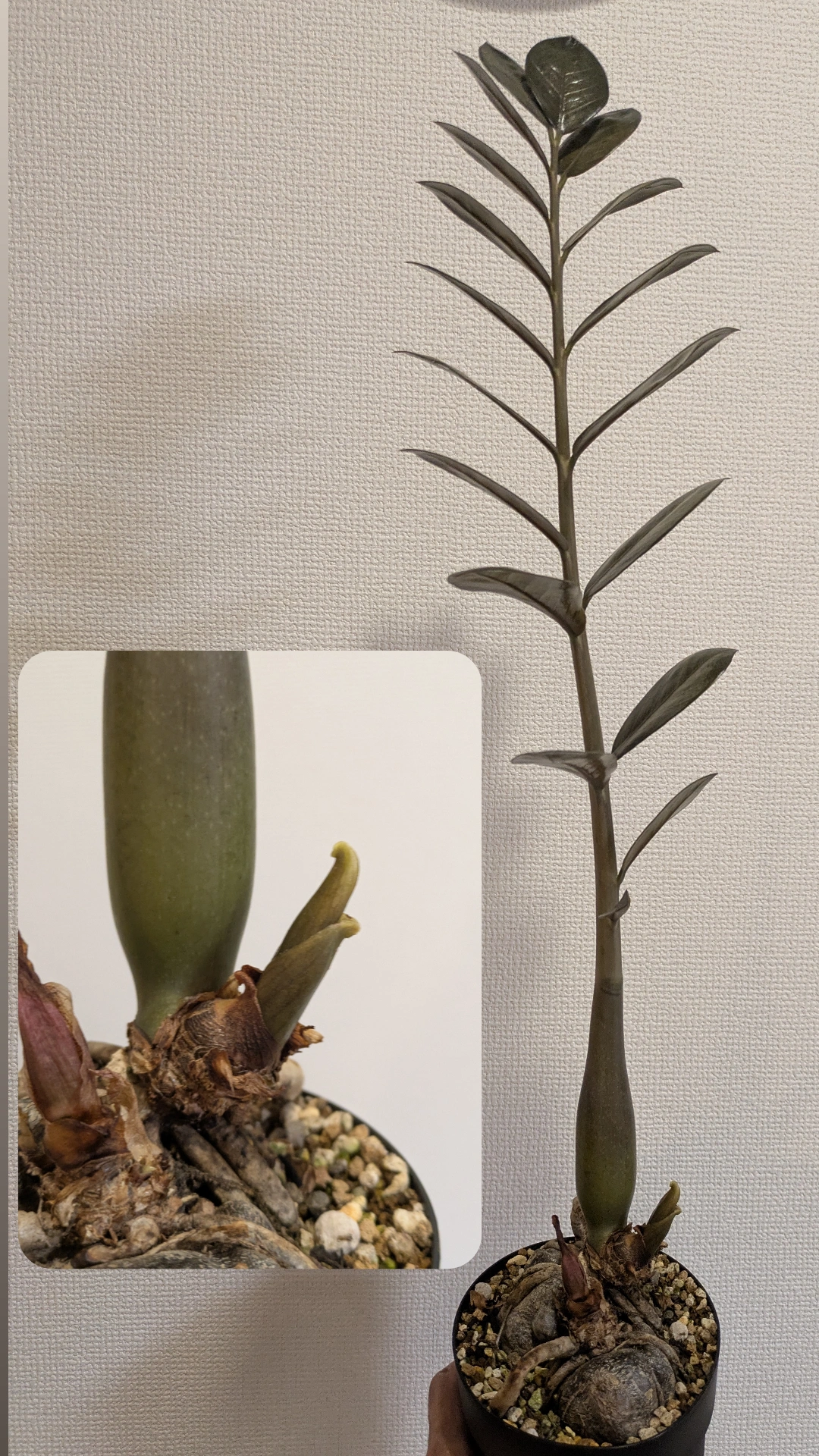 ザミオクルカス　レイヴン