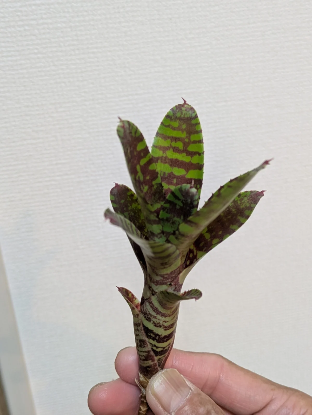 ネオレゲリア　ゴールデンフェザント