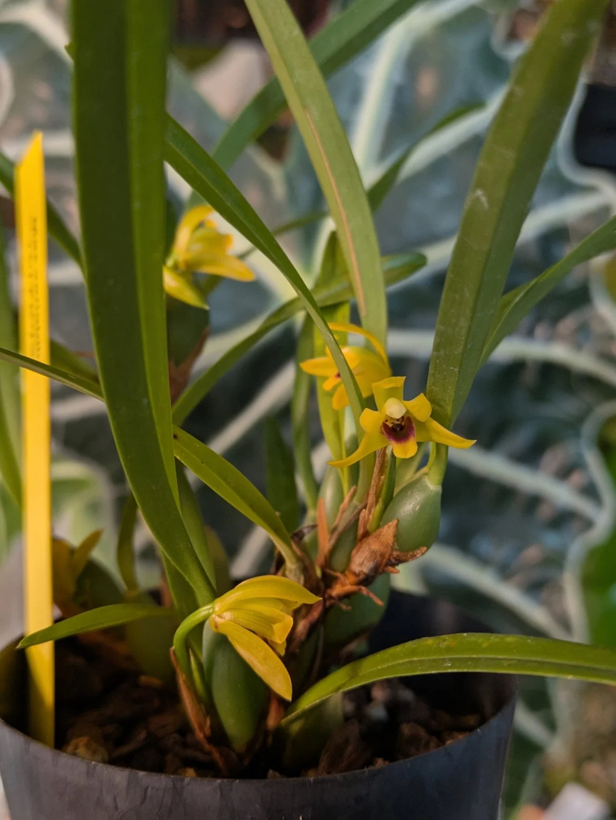 マキシラリア バリアビリス 洋蘭 蘭