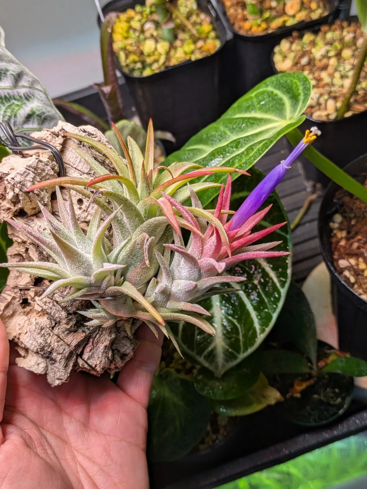 ティランジア　バンハイニンギー