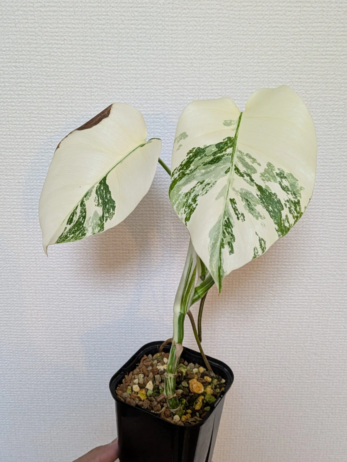 モンステラ – Plants Navi