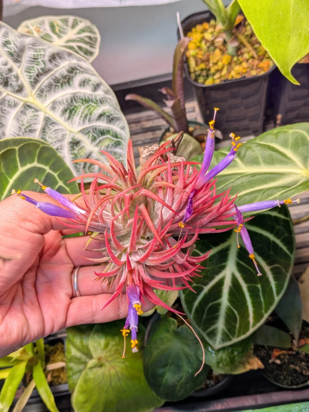 ティランジア　イオナンタ