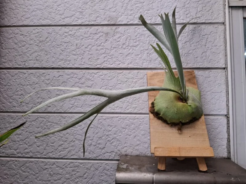 ビカクシダ　ネザーランド