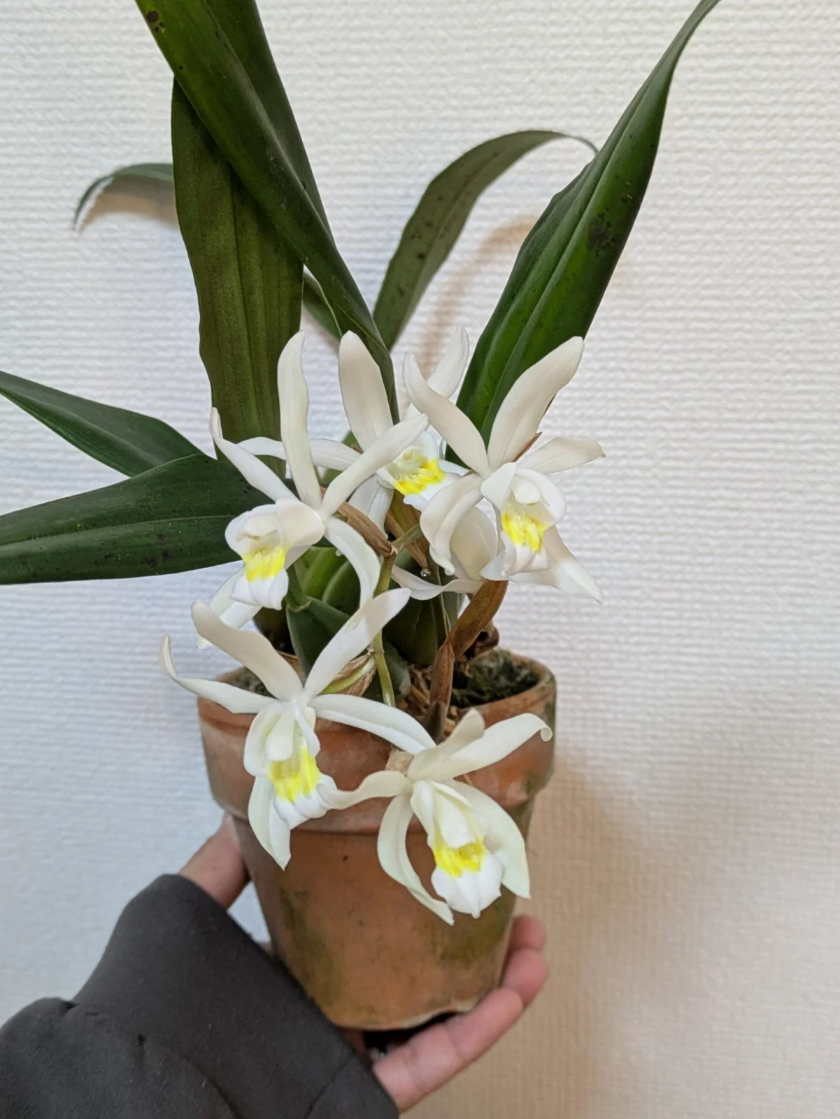 セロジネ　インターメディア