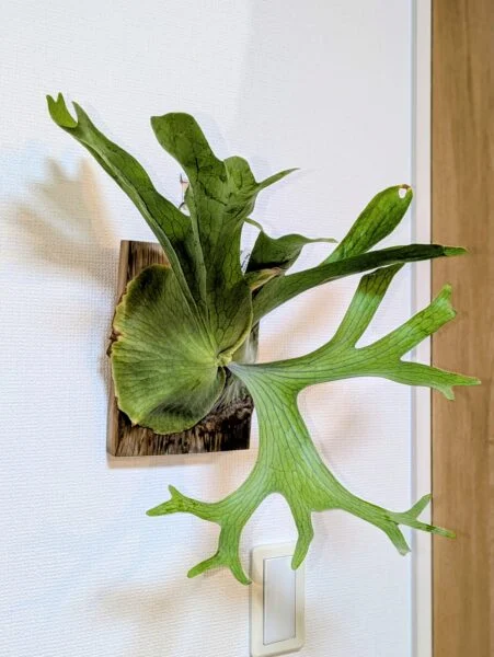 ビカクシダ　ホルタミー