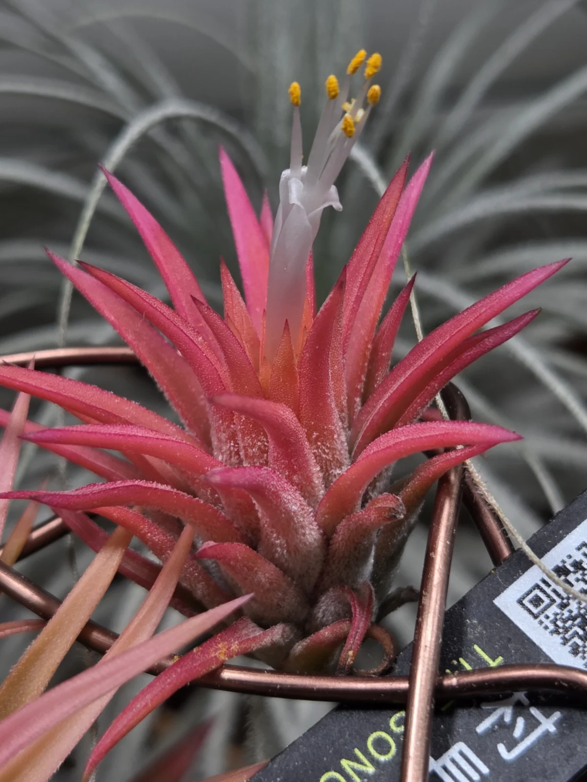 ティランジア　イオナンタ　オールウェイズピンク