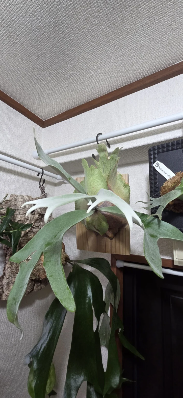 ビカクシダ ピューチャンコンパクタ