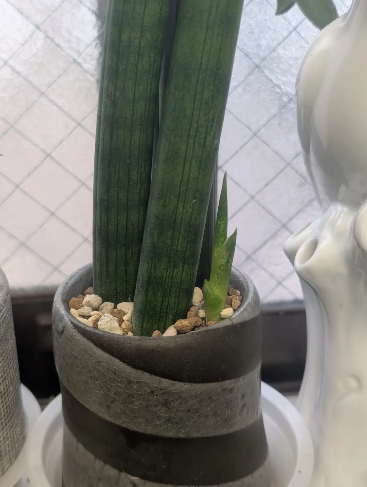 サンスベリア　100均