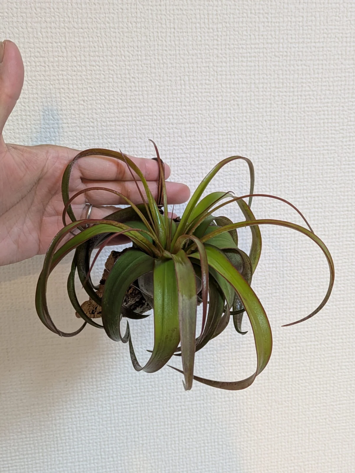 ティランジア エリックノブロック