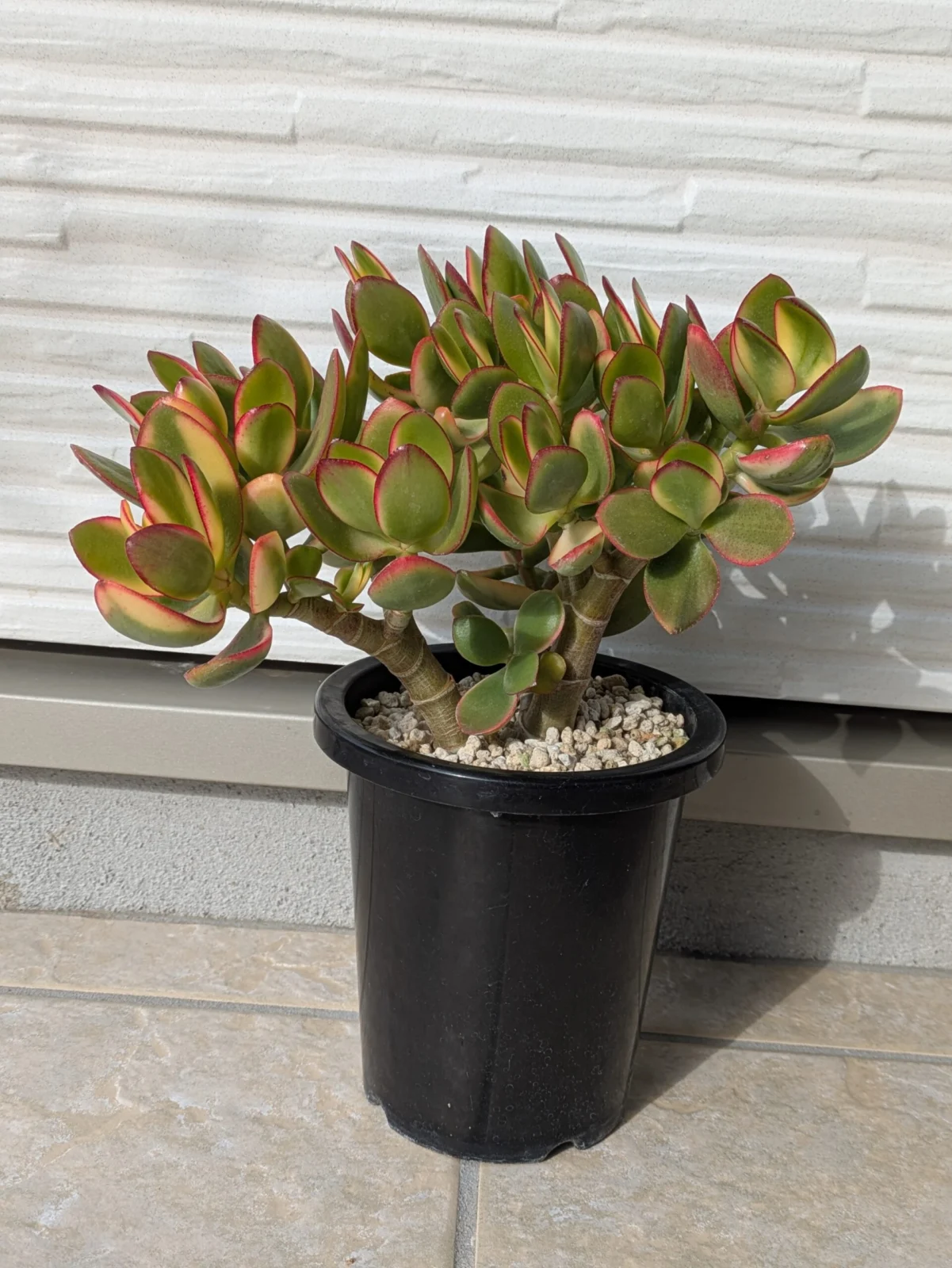 金の成る木 クラッスラ