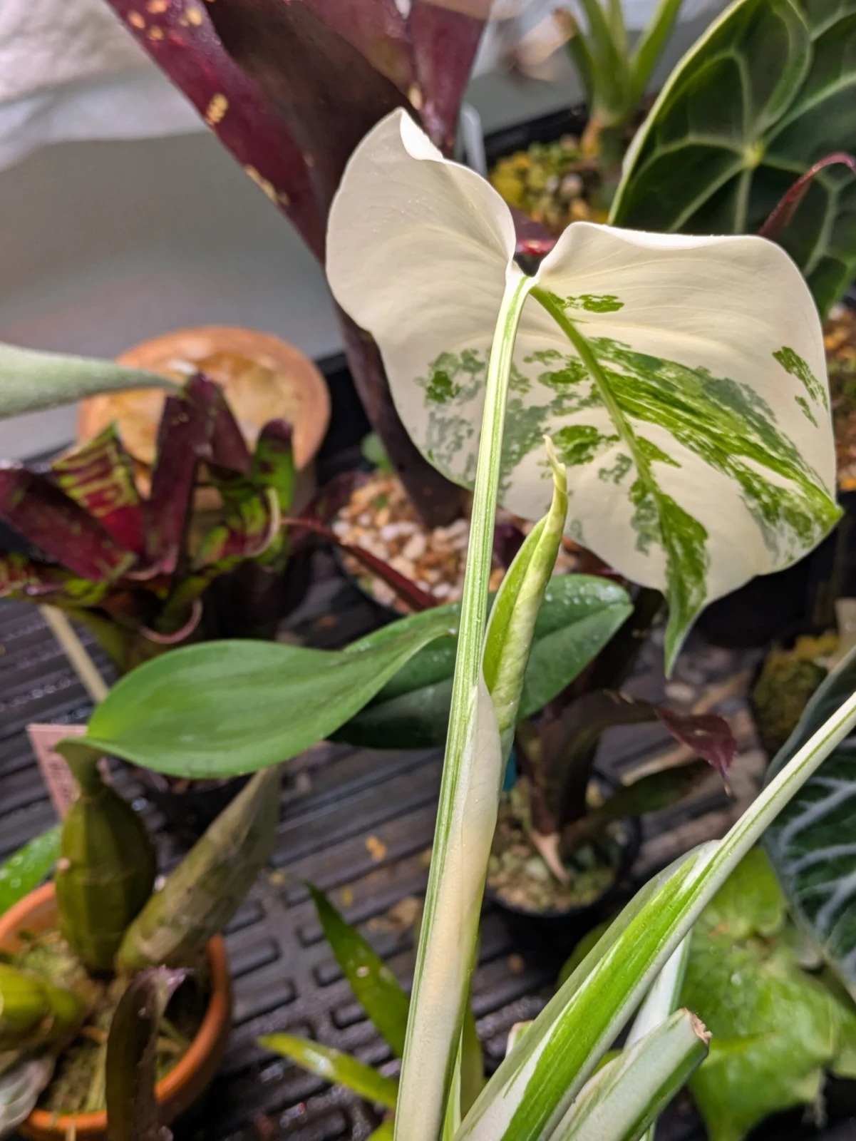 モンステラ　斑入り　ドリル