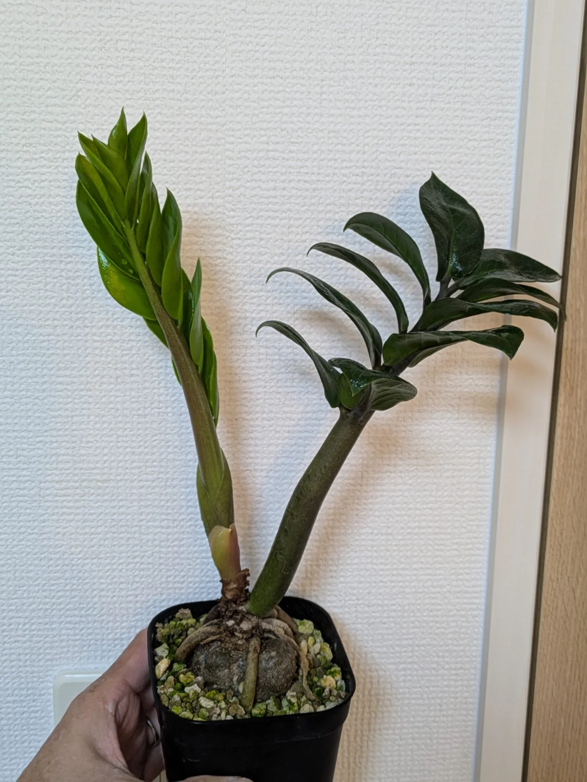 ザミオクルカス ゼンジー