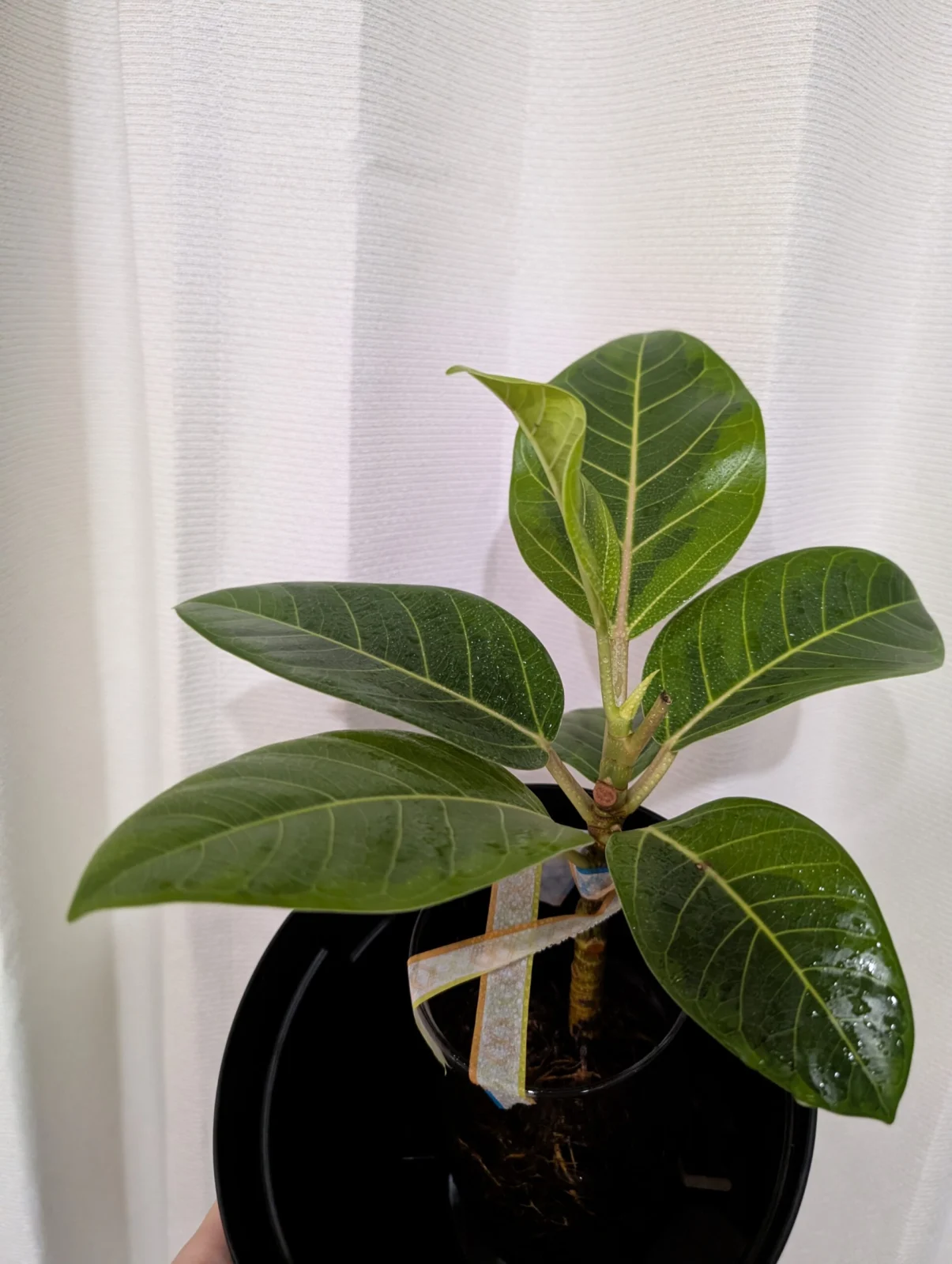 フィカス　アルテシマ