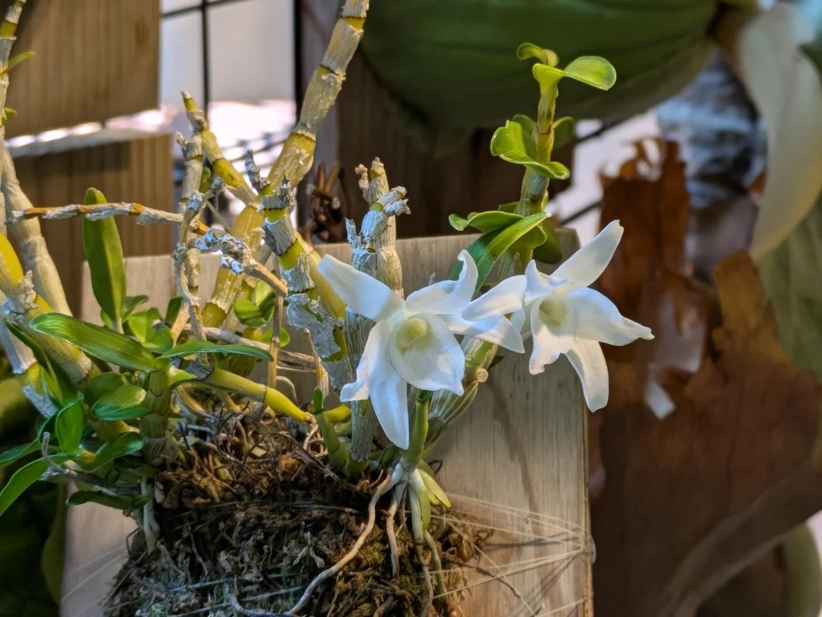 セッコク　長生蘭　金閣