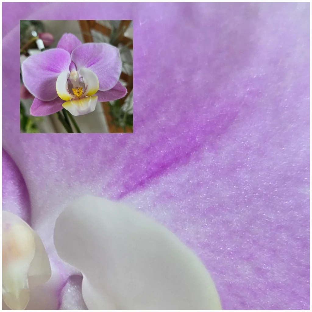 コチョウラン　PHAL　モモカ