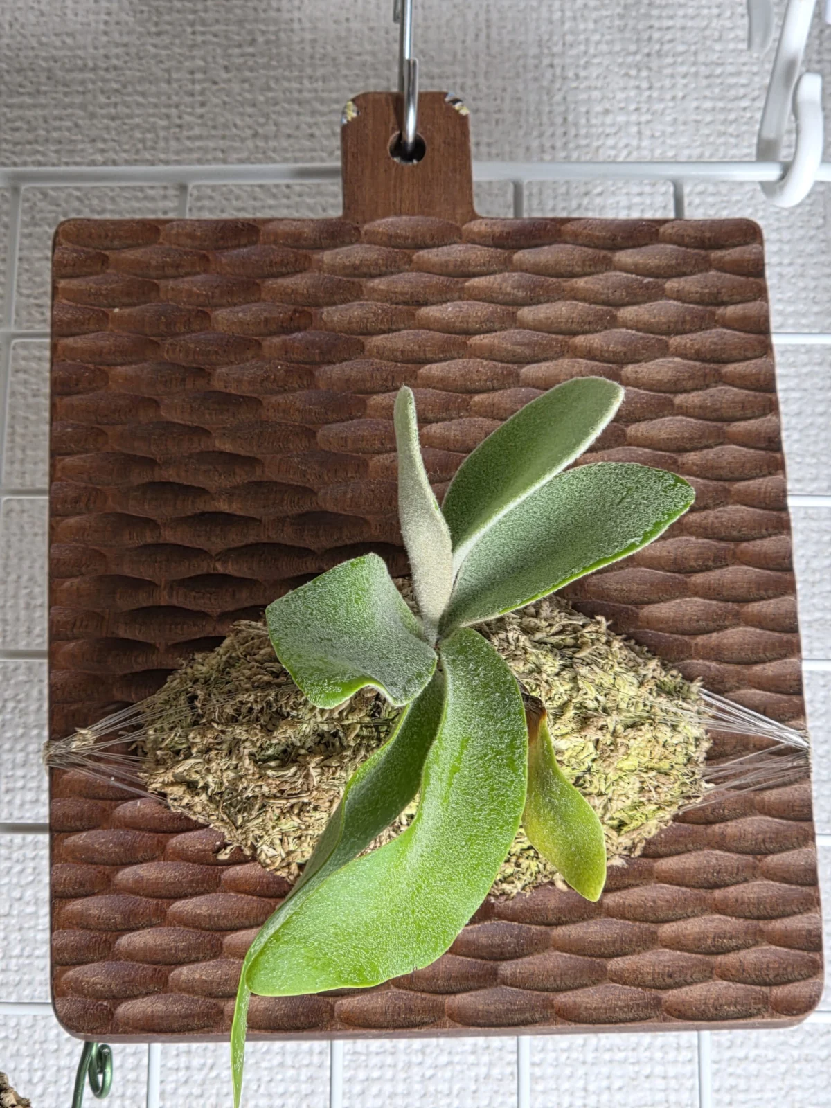 ビカクシダ　ハクナマタタ