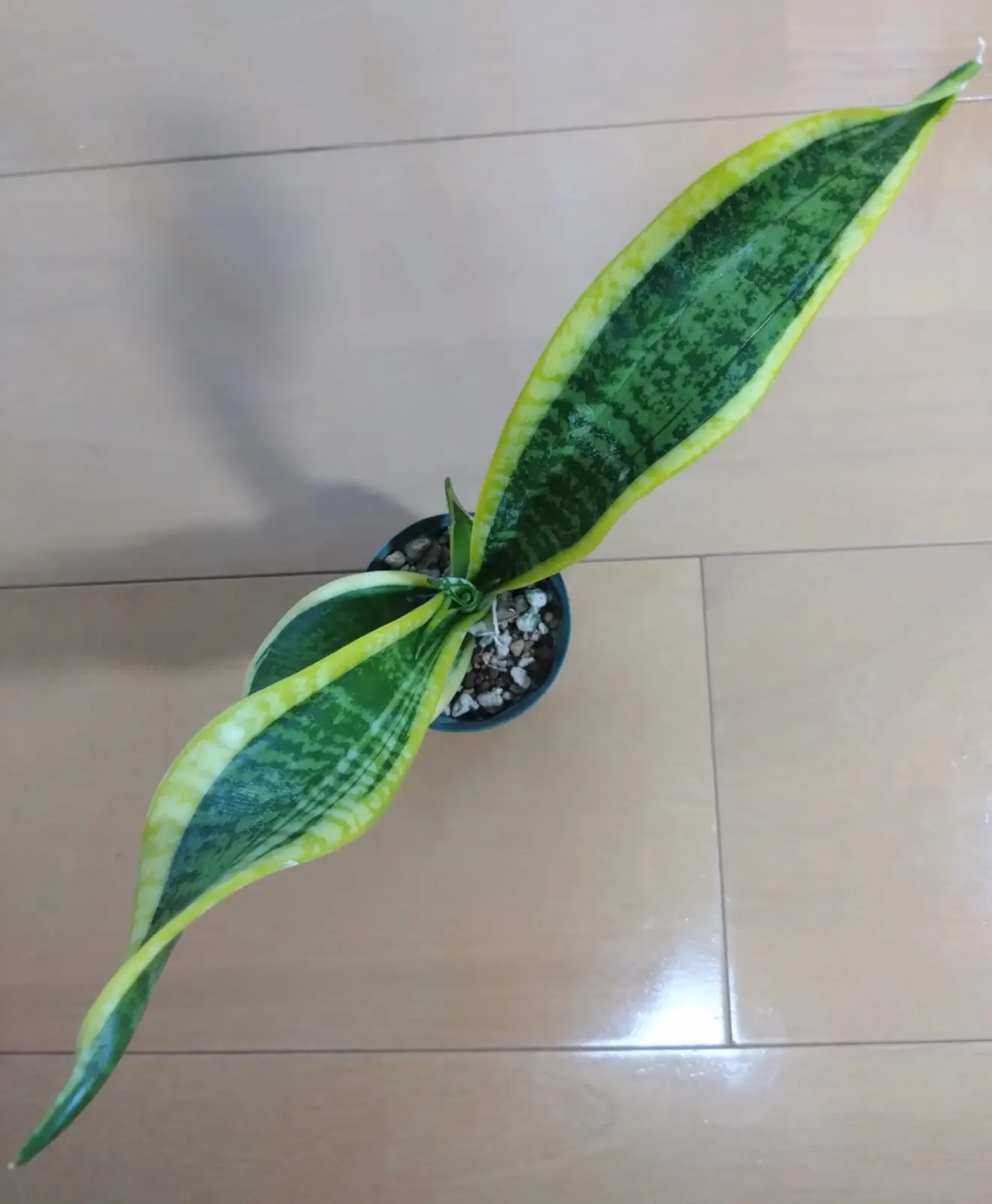 サンセベリア　ツイステッドハニー