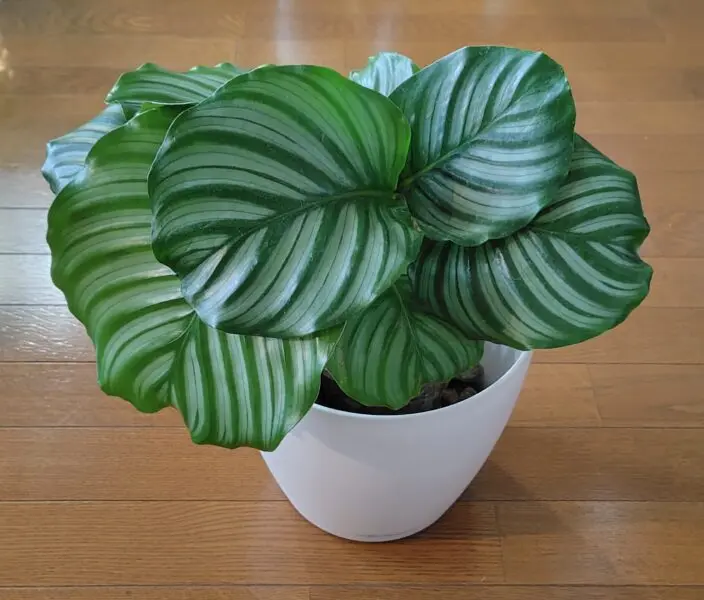 カラテア オルビフォリア