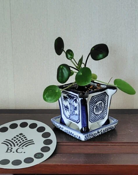 ピレア・ペペロミオイデス Pilea peperomioides