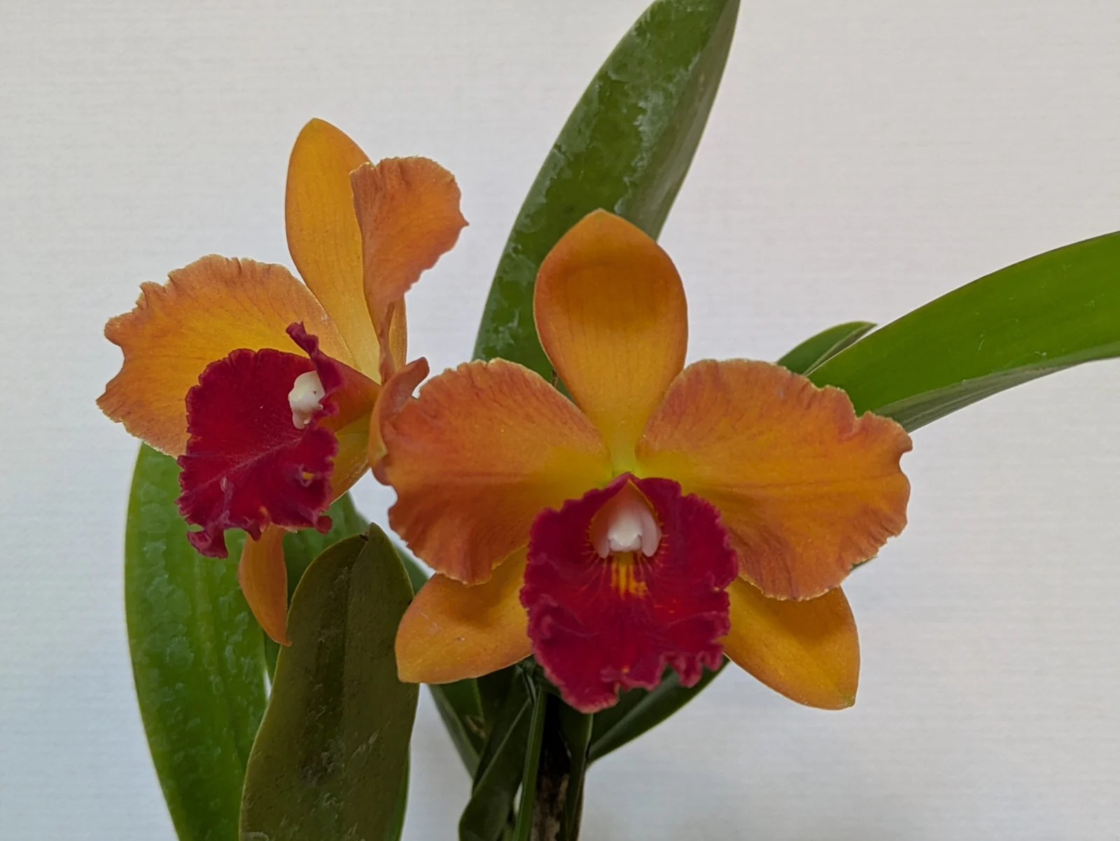 ミニカトレア カトレア