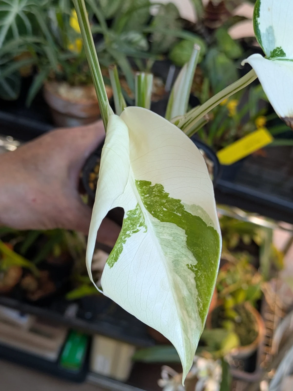 モンステラ モンステラ斑入り