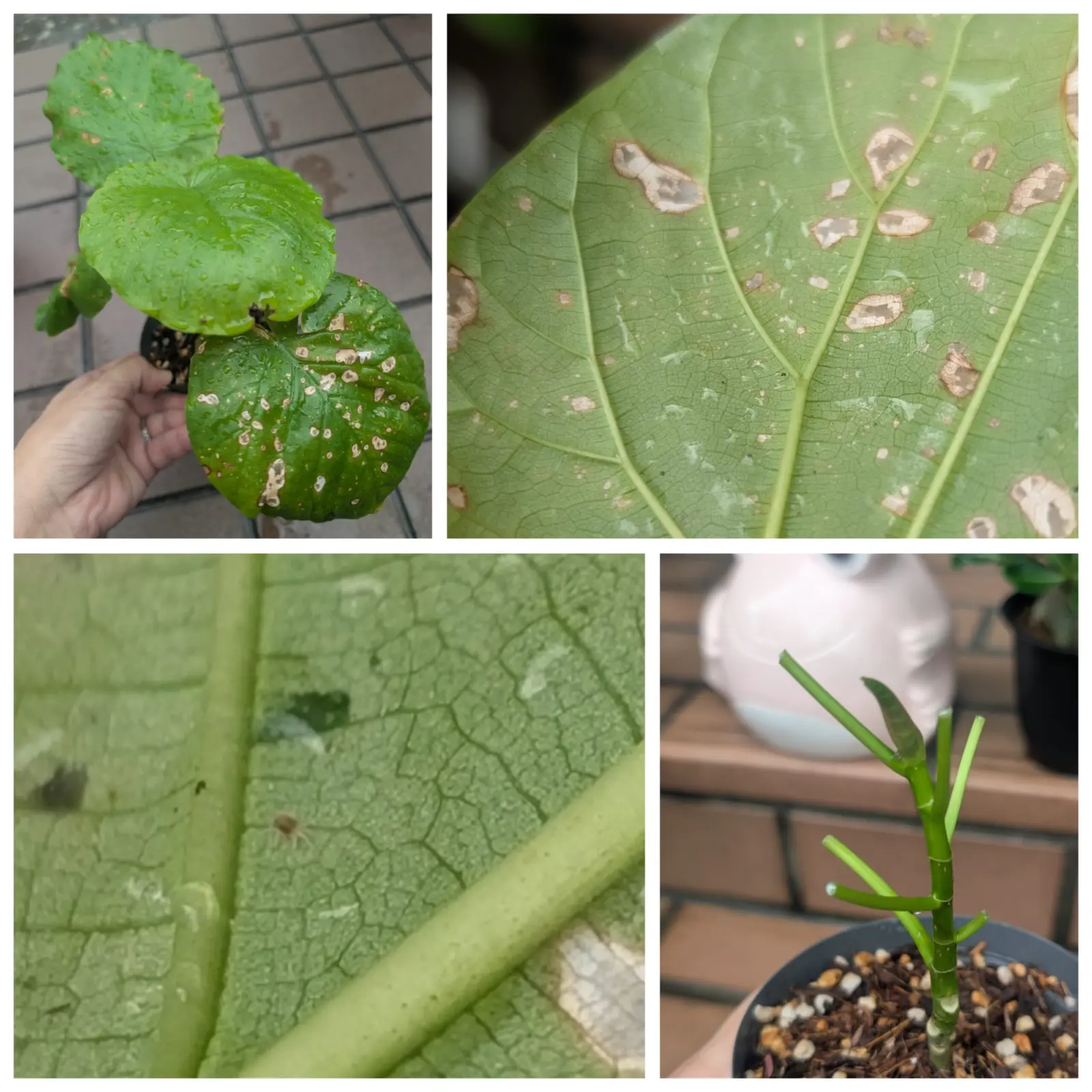 ウンベラータ　問題山積み　100均