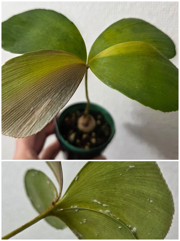 ザミア　フルフラセア　カイガラムシ