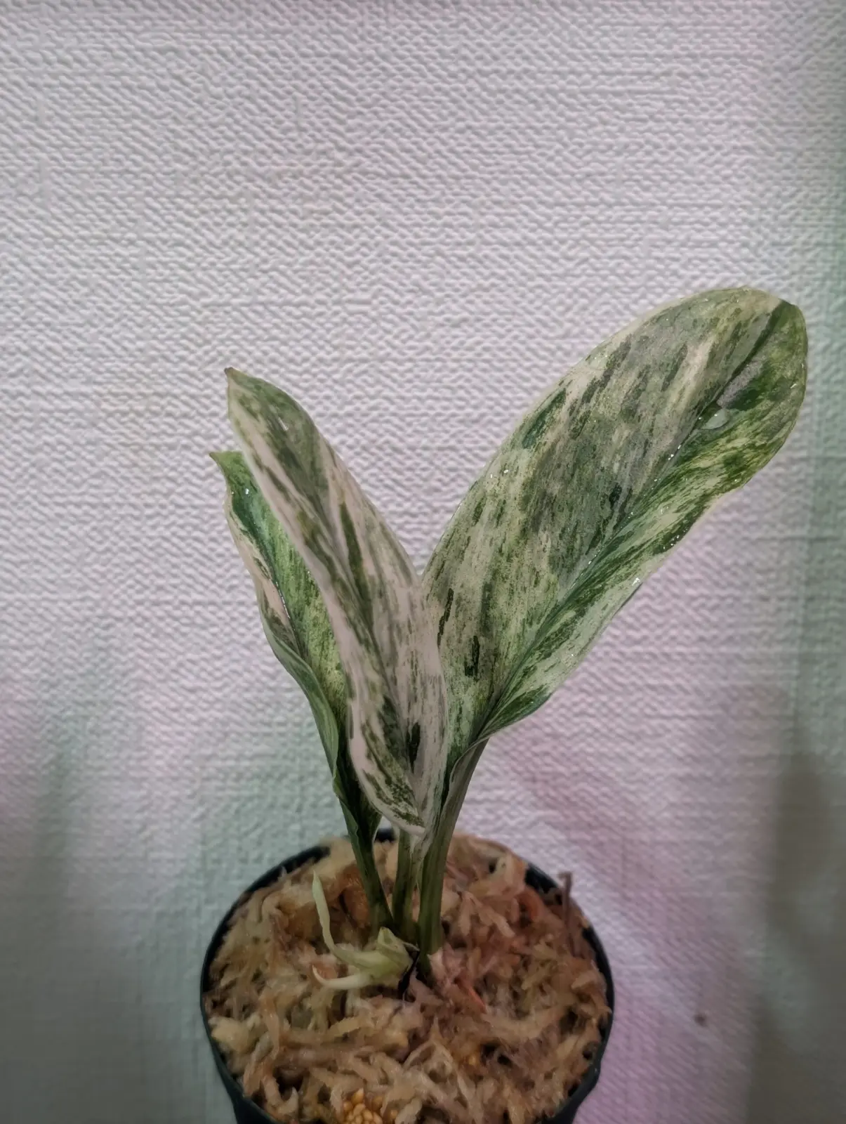 スキンダプサス　トレビーマーブル