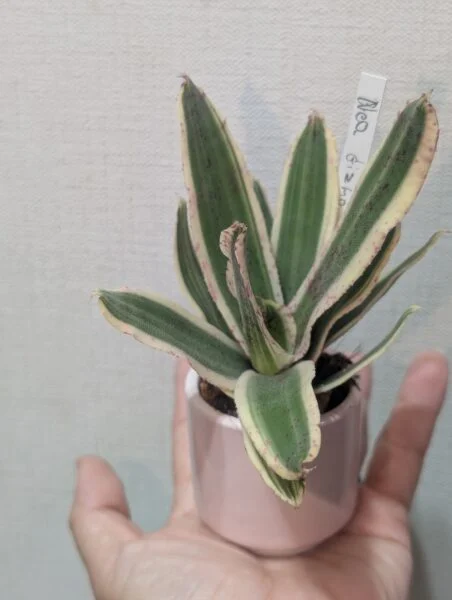ネオレゲリア　ギズモ