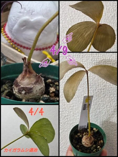 ザミア　フルフラセア　カイガラムシ退治後
