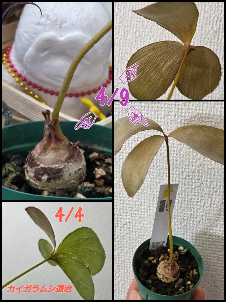 ザミア　フルフラセア　カイガラムシ退治後