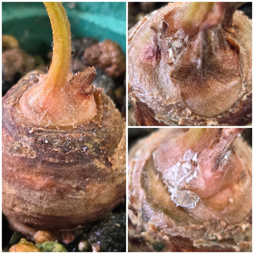 ザミア　フルフラセア　カイガラムシ