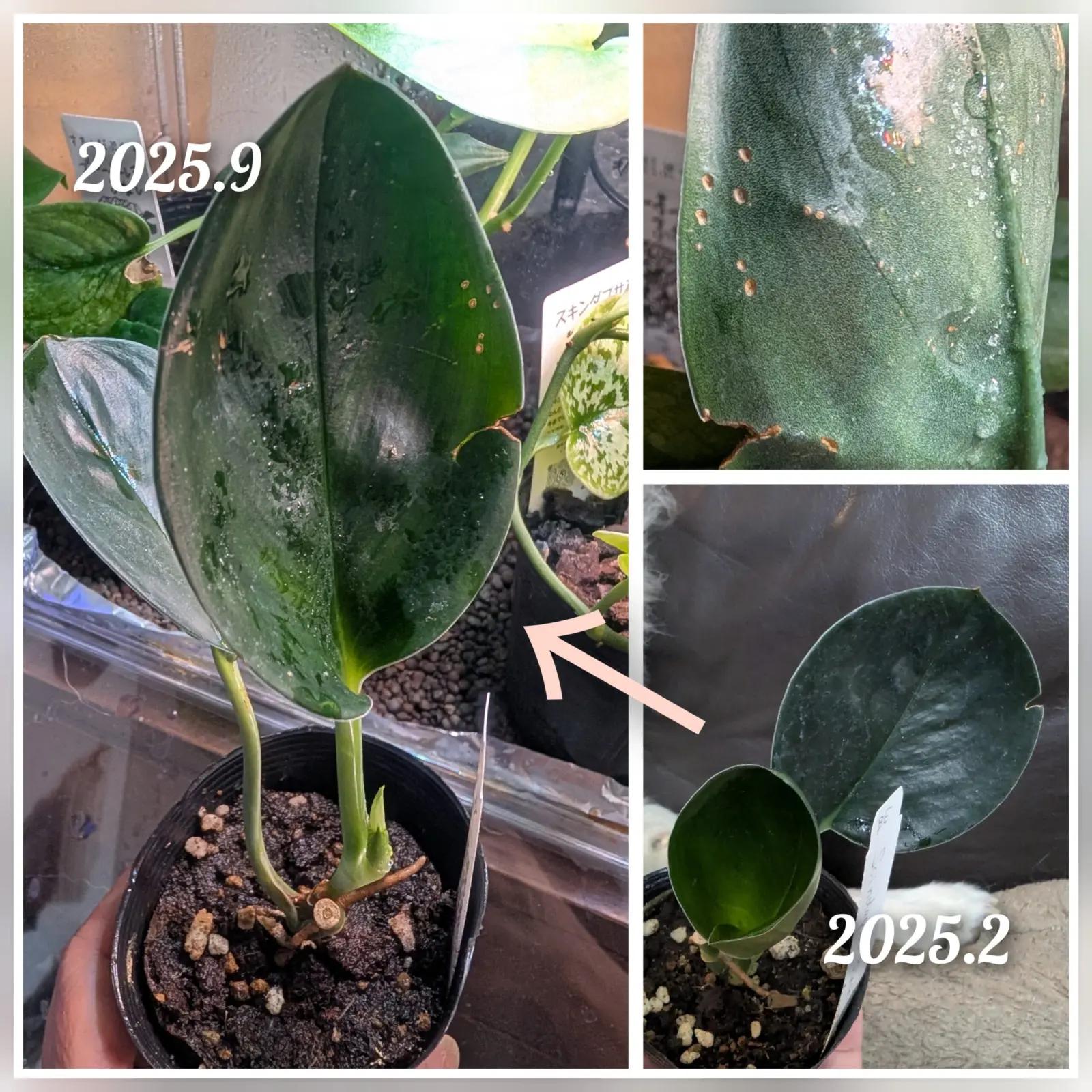 スキンダプサス　ブラックトレビー