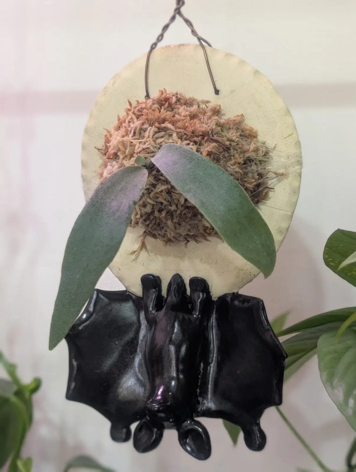 ビカクシダ　札落ち　野良ビカク