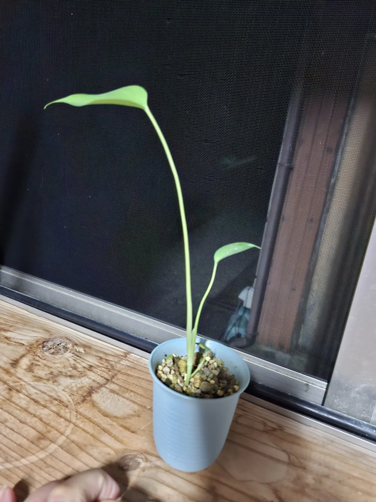 モンステラ　徒長