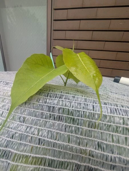フィカス　インドボダイジュ　レリジオーサ
