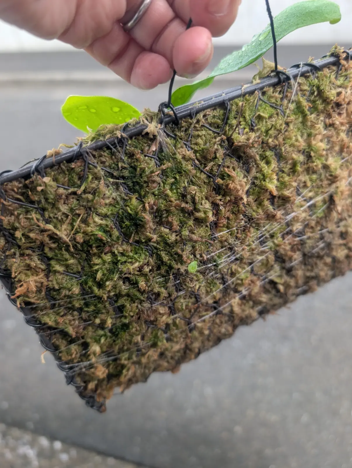 ビカクシダ　コモチ