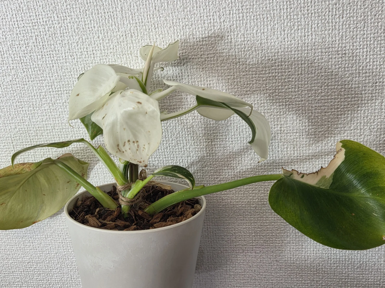 フィロデンドロン　ホワイトプリンセス　オバケ