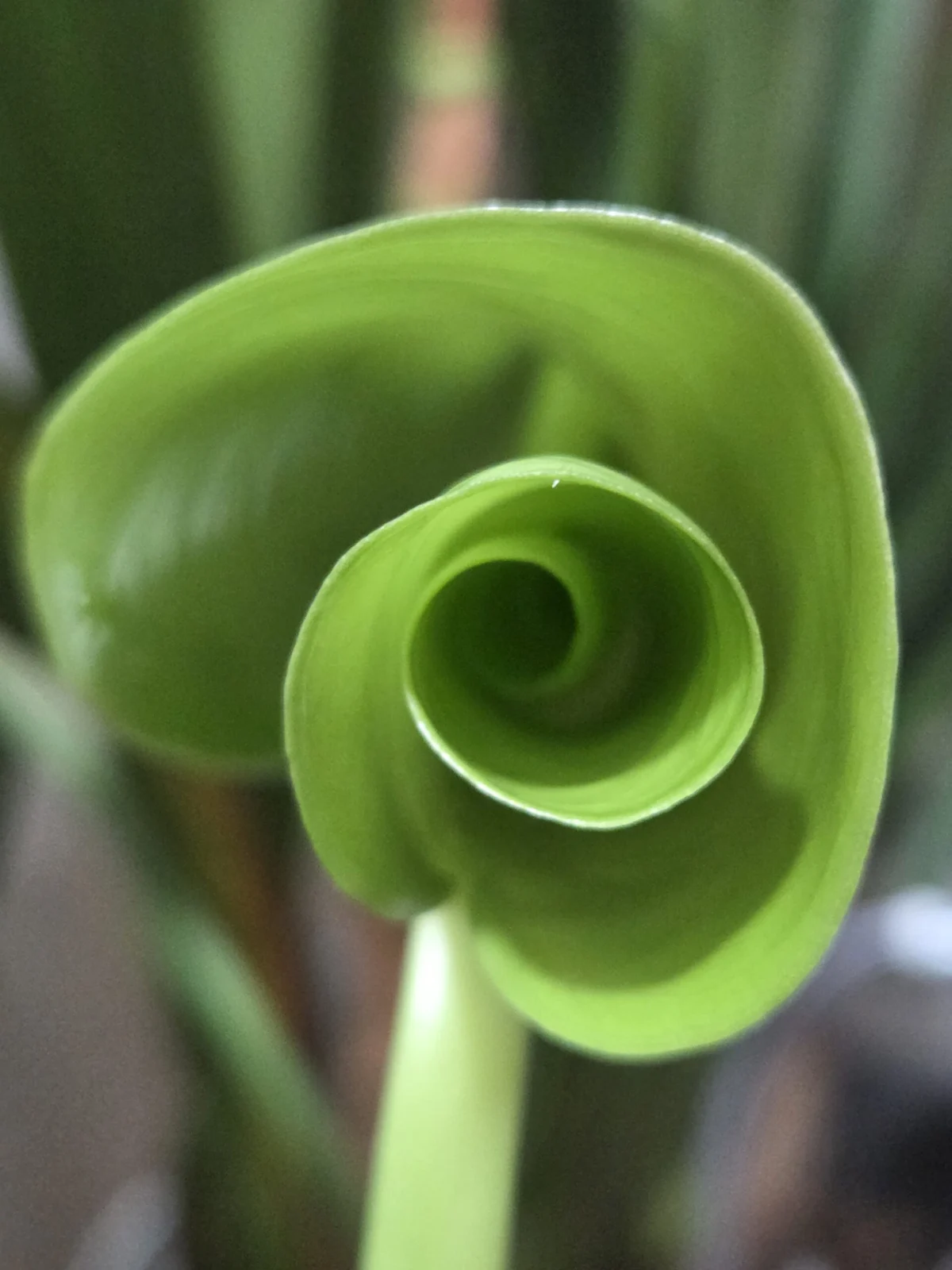 モンステラ　新葉