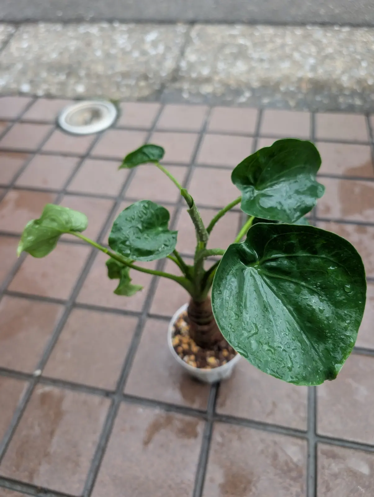 クワズイモ　100均