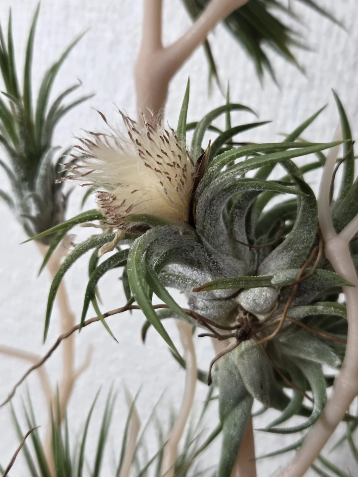 ティランジア　イオナンタ　フエゴ　種