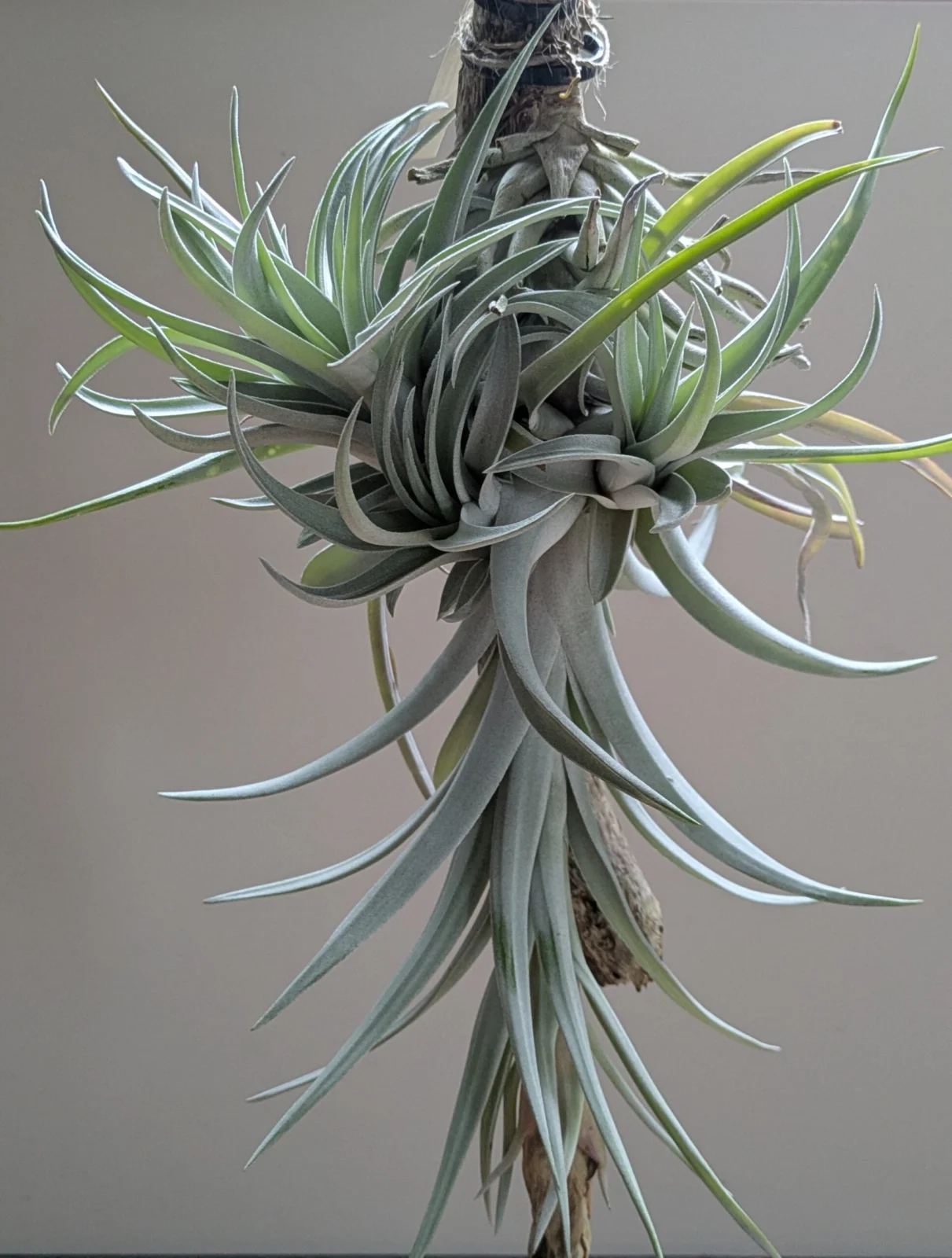 ティランジア ハリシー