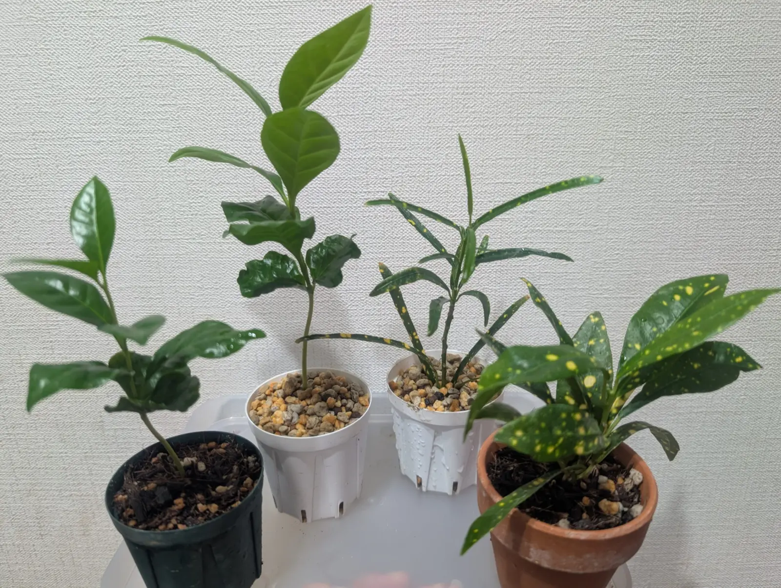 コーヒーノキ　コーヒーの木　クロトン　100均