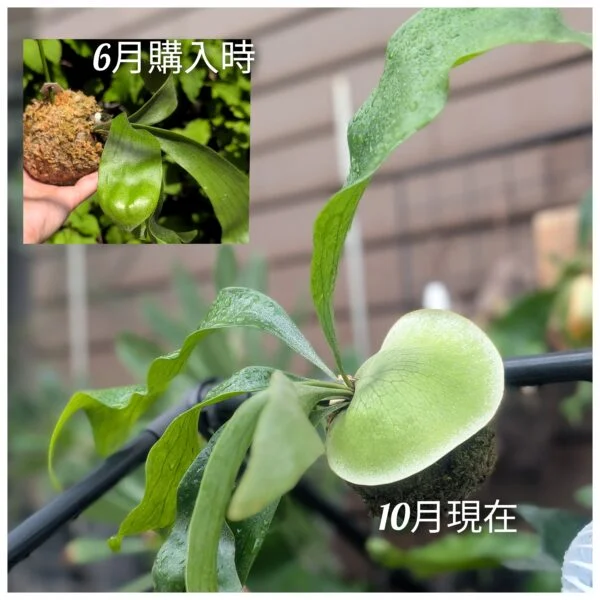 ビカクシダ ヒリー ヒリーヒップス