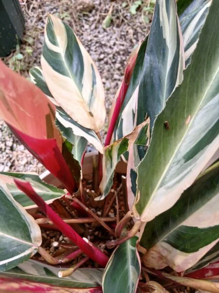 ストロマンテ トリオスター 害虫被害