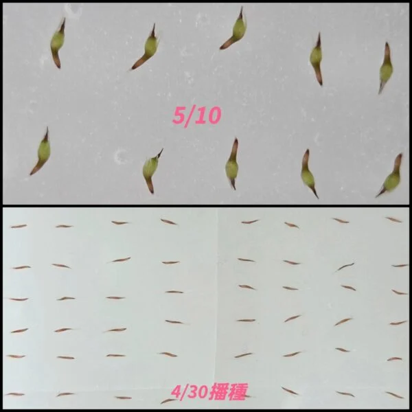 ティランジア　イオナンタ　フエゴ　種