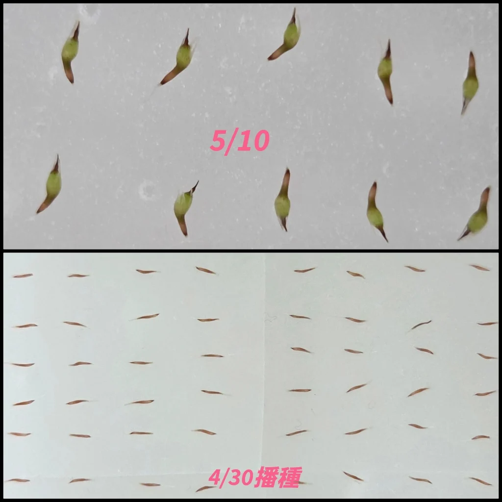 ティランジア　イオナンタ　フエゴ　種