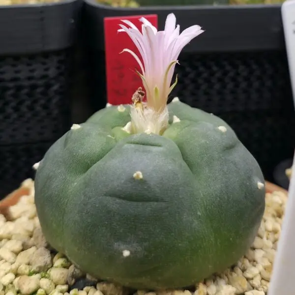 ロホホラ ペンタゴナ　　サボテン